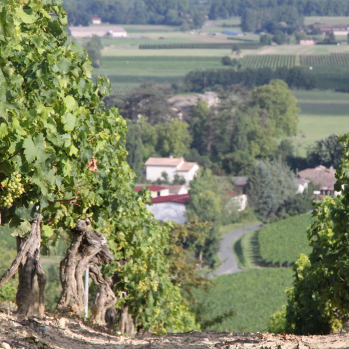 Domaine viticole indépendant français