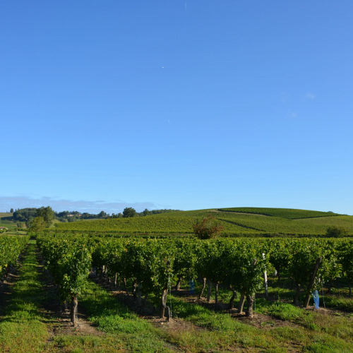 coteaux de vignes sud ouest