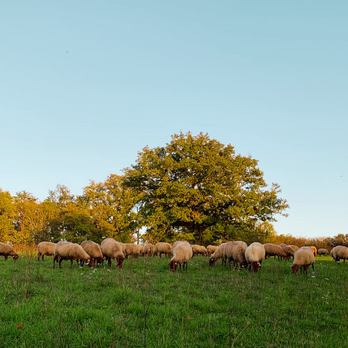 La race de brebis de Sologne, appelée aussi “solognotes” sont d’une jolie couleur marron et à la longue queue. Cette race ovine est une race française rustique