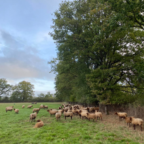 Pour les animaux d'élevage choisir une belle retraite : par l’adoption chez des particuliers ou pour l’éco-pâturage de sites publics.