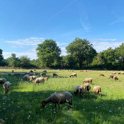 coin de paradis dans les vertes prairies de la Creuse