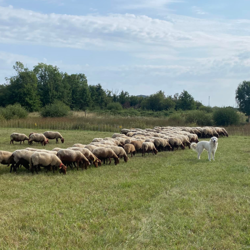 Elevage 100% plein air avec des races rustiques d'animaux adaptés aux conditions météorologiques