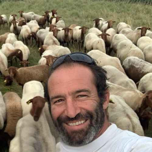 La race de brebis de Sologne, appelée aussi “solognotes” sont d’une jolie couleur marron et à la longue queue. Cette race ovine est une race française rustique