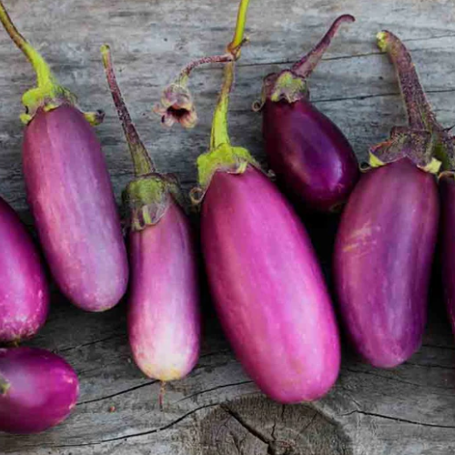Cette ancienne variété française d’aubergines dites de Toulouse est reconnue pour sa saveur exceptionnelle