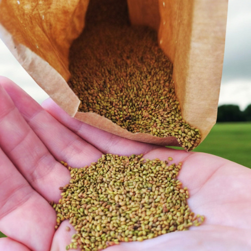 Les grains de mélilot sont des concentrés d’arômes proches du miel, de la vanille ou encore du tonka. L’infusion de mélilot peut être consommée en tisane ou en l’incorporant dans vos recettes de pâtisserie (crêpes, gaufres, flans, riz au lait…) !