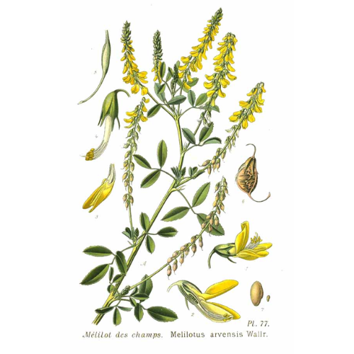 Le mélilot est un légumineuse. Comme toutes plantes de cette famille, elle a la capacité de structurer le sol et un pouvoir agronomique très bénéfiques pour les champs de la ferme.